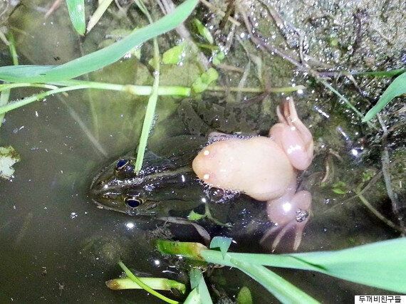 참개구리와 짝짓기 한 아프리카 발톱개구리는 번식에 성공할 수 있을까?