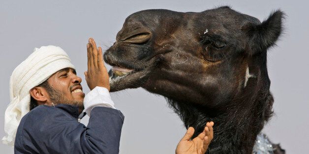 FILE - In this Dec. 25, 2010 file photo, a festival official touches the lip of a Majahim camel, originally from Najd, Saudi Arabia, during the final day of Mazayin Dhafra Camel Festival in outskirt of Zayed City about 120 kms south west of Abu Dhabi, United Arab Emirates. A new study published on Wednesday, June 4, 2014, by the New England Journal of Medicine offers the strongest evidence yet that Middle East respiratory syndrome, or MERS, spreads from camels to people. (AP Photo/Kamran Jebreil