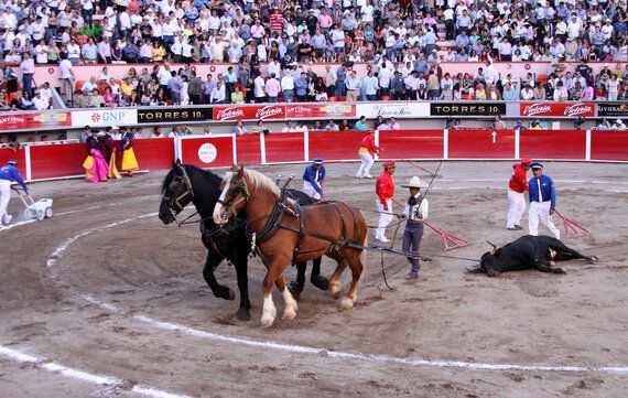 투우, 전통이라는 이름의 학대