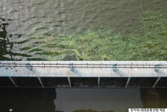 한강녹조의 주범, 신곡보를 없애라