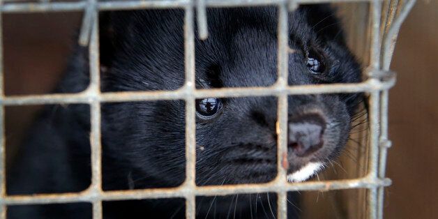 A mink looks out of its cage at a fur farm in the village of Litusovo, 200 km (125 miles) northeast of Minsk, Belarus, Thursday, Dec. 6, 2012. Half of the production of this farm is sent for processing in Russia, half remains in Belarus. The fur industry in Belarus is active, but its products that are made of natural fur are very expensive. (AP Photo/Sergei Grits)