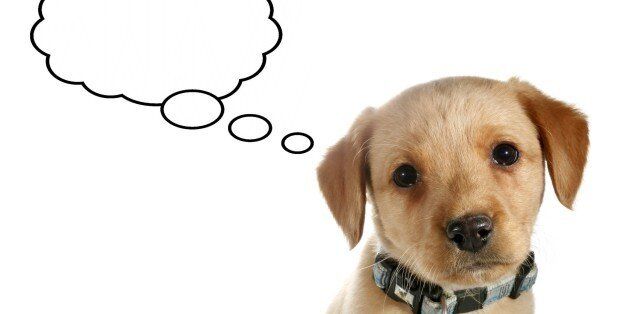 반려견의 바디랭귀지에 대한 잘못된 상식