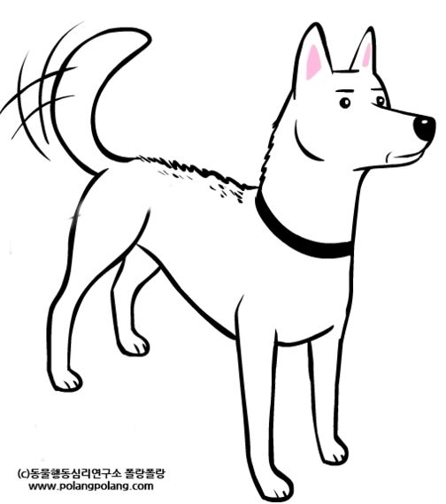 반려견의 바디랭귀지에 대한 잘못된 상식