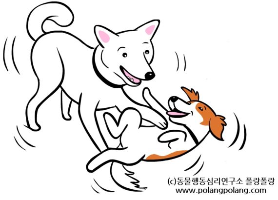 반려견의 바디랭귀지에 대한 잘못된 상식