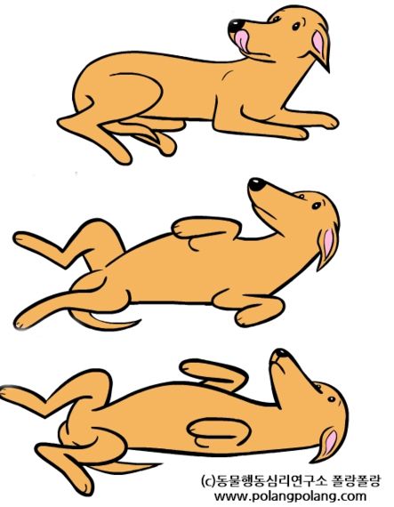 반려견의 바디랭귀지에 대한 잘못된 상식