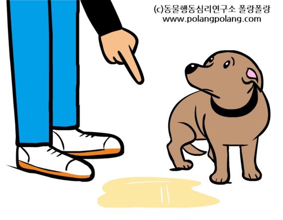 반려견의 바디랭귀지에 대한 잘못된 상식