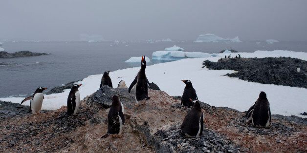 In this Jan. 22, 2015 photo, gentoo penguins stand on a rock near station Bernardo O'Higgins, Antarctica. The melting of Antarctic glaciers as a consequence of global warming is concerning scientists as this contributes to rising sea levels which will eventually reshape the planet. The rising of sea levels will affects at least a billion people worldwide. (AP Photo/Natacha Pisarenko)