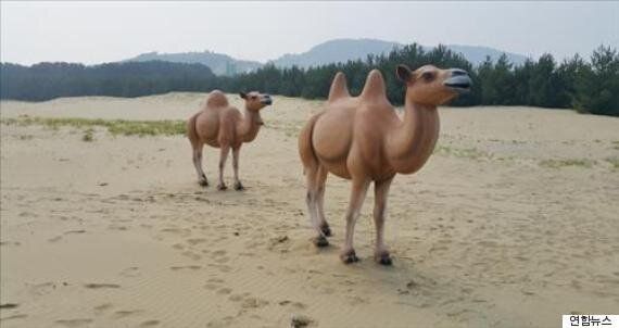 인천 '대청도 모래사막'에 낙타가 나타났다(사진)