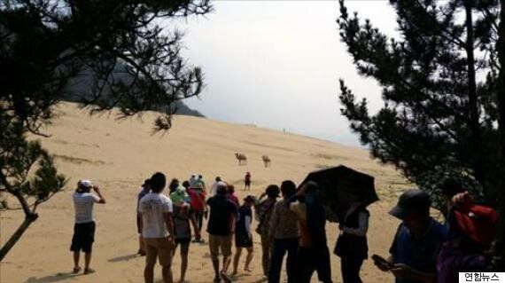 인천 '대청도 모래사막'에 낙타가 나타났다(사진)