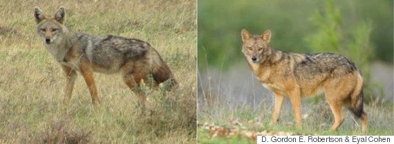 우리가 알고 있는 '황금자칼'은 자칼이 아니다(연구)