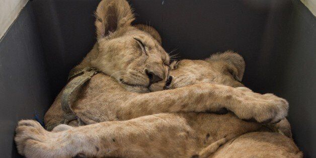 가자의 난민촌에서 온 사자 남매는 서로를 꼭 끌어안았다(사진)