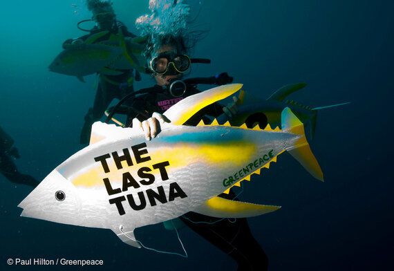 방향키를 잃고 통제불능에 빠진 태평양 참치어업