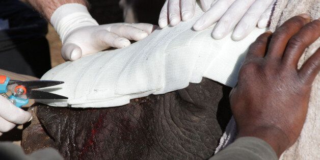 Hope, a rhino survivor, gets a shield fitted to her wounds during surgery Monday, June 8, 2015 at Shamwari Game Reserve near Port Elizabeth, South Africa. Hope was darted by poachers recently at a nearby reserve and had her horns hacked off while she was sedated, fracturing her nasal bone and exposing the sinus cavities and nasal passages. (AP Photo/Courtney Quirin)
