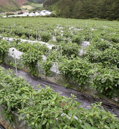 고추는 다들 안 하려고 해요