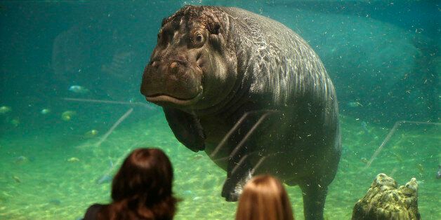 People watch as a hippopotamus, named Genny, looks back at them at Adventure Aquarium, Thursday, May 29, 2014, in Camden, N.J. New Jersey's Adventure Aquarium has a new home for its two Nile hippopotamuses, Genny is 4,000 pounds and Button is 3,000 pounds. They now live in a hippopotamus exhibit,