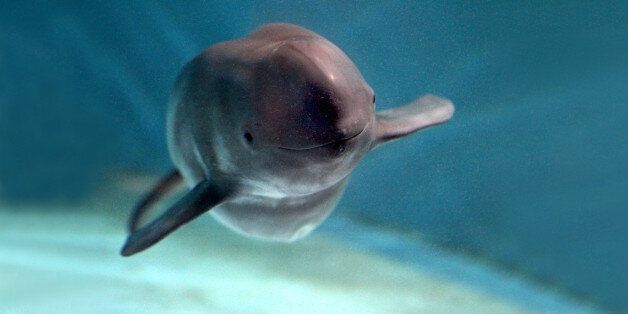 토종 돌고래 '상괭이'가 '한강'에서 죽은 채 발견된 미스터리