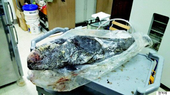 토종 돌고래 '상괭이'가 '한강'에서 죽은 채 발견된 미스터리