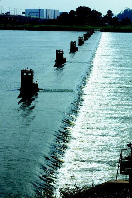 토종 돌고래 '상괭이'가 '한강'에서 죽은 채 발견된 미스터리