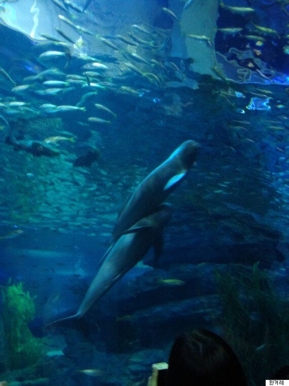 토종 돌고래 '상괭이'가 '한강'에서 죽은 채 발견된 미스터리