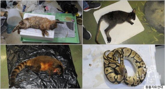 폐업 동물원에서 동물들이 죽어나가고 있다