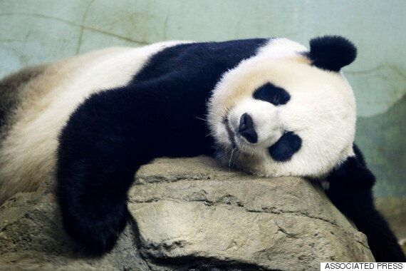 당신이 판다에 대해 오해하고 있는 5가지