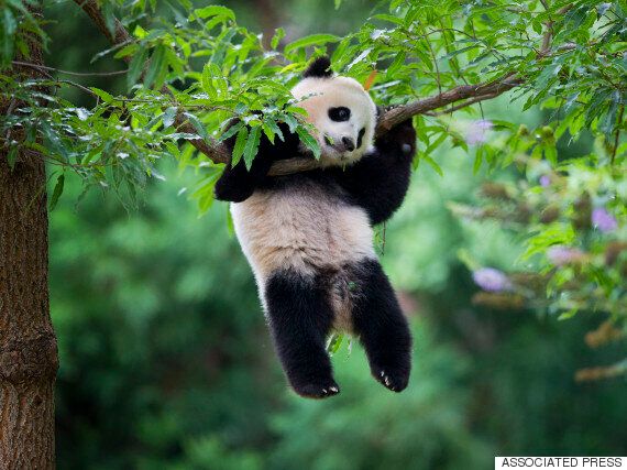 당신이 판다에 대해 오해하고 있는 5가지