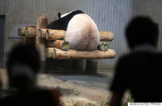 당신이 판다에 대해 오해하고 있는 5가지