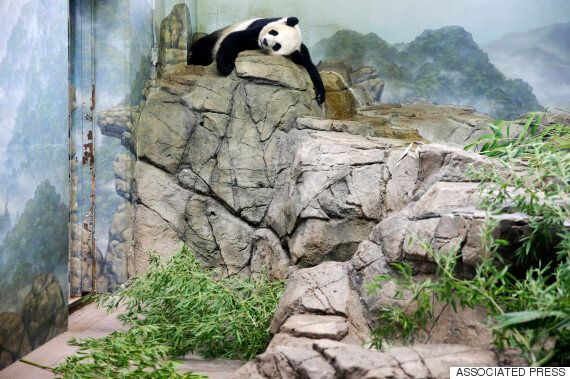 당신이 판다에 대해 오해하고 있는 5가지