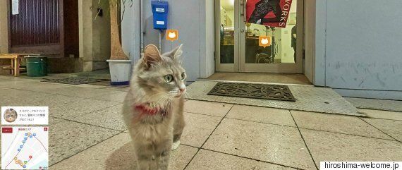 고양이 애호가를 위한 히로시마의 고양이 스트리트 뷰(사진, 동영상)