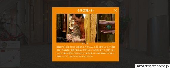 고양이 애호가를 위한 히로시마의 고양이 스트리트 뷰(사진, 동영상)