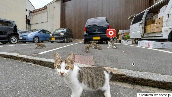 고양이 애호가를 위한 히로시마의 고양이 스트리트 뷰(사진, 동영상)