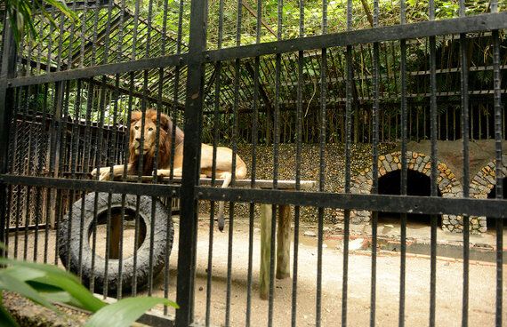 코스타리카, 동물원, 에코마케팅