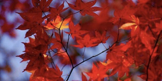 Autumn leaf color@Mt.Yamizoç´è@å«æºå±±