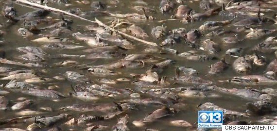 여의도 10배의 호수가 고기만 남기고 사라졌다(영상)