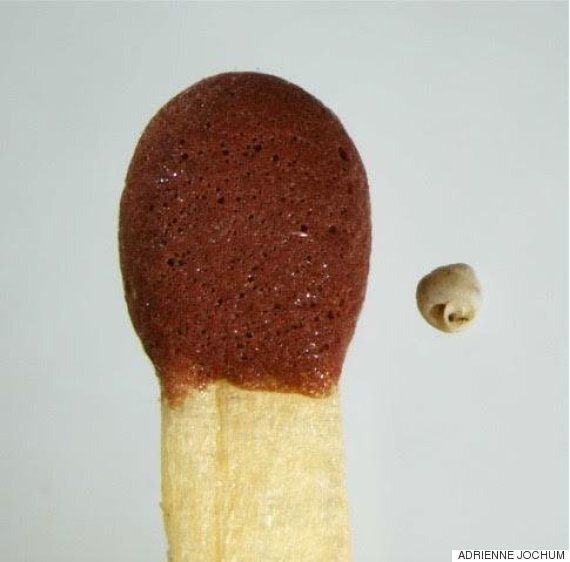 세계에서 가장 작은 달팽이를 발견하다(사진)