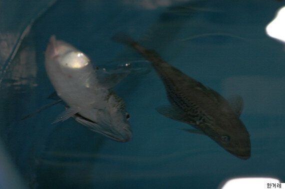 인간을 위해 꼽추가 된 ‘국민 생선' 명태의 미래