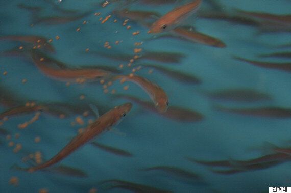 인간을 위해 꼽추가 된 ‘국민 생선' 명태의 미래