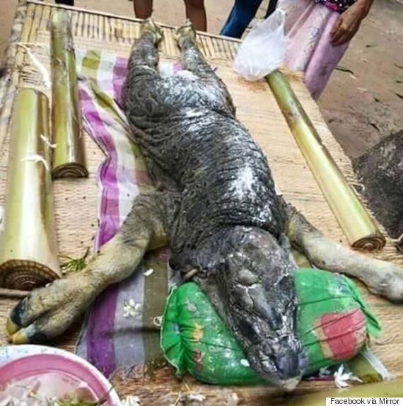 타이에서 태어난 악어 피부의 버팔로(영상)