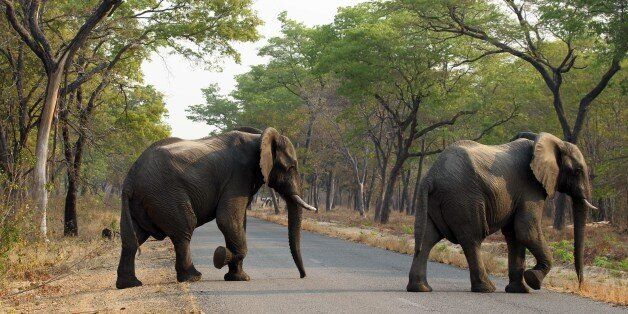 In this photo taken on Thursday, Oct. 1, 2015, elephants cross the road in Hwange National Park, about 700 kilometres south west of Harare. Fourteen elephants were poisoned by cyanide in Zimbabwe in three separate incidents, two years after poachers killed more than 200 elephants by poisoning, Zimbabweâs National Parks and Wildlife Management Authority said Tuesday, Oct. 6, 2015. (AP Photo/Tsvangirayi Mukwazhi)