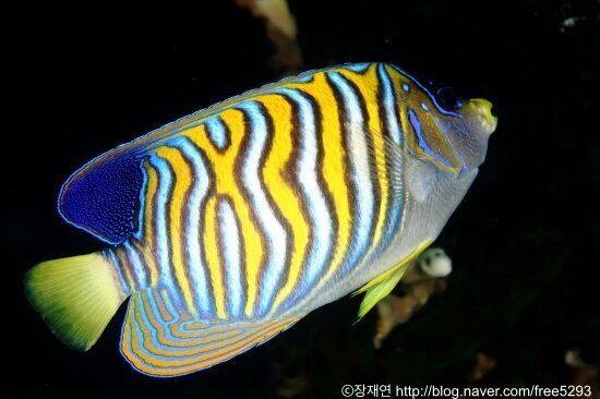 바다생물과의 소개팅, 누가 제일 맘에 드세요?