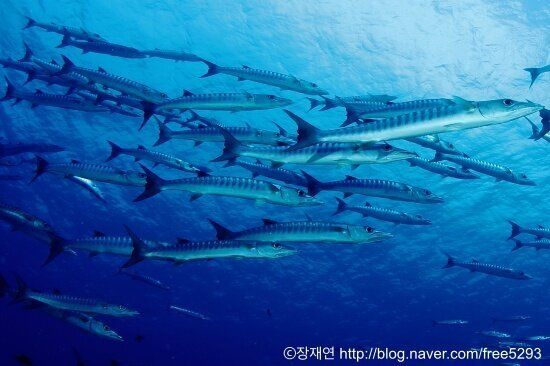 바다생물과의 소개팅, 누가 제일 맘에 드세요?