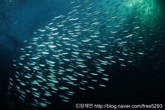 바다생물과의 소개팅, 누가 제일 맘에 드세요?