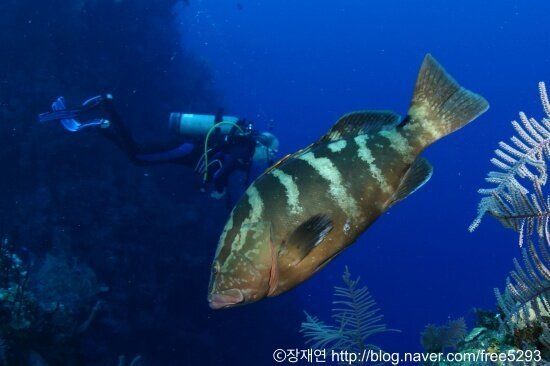 바다생물과의 소개팅, 누가 제일 맘에 드세요?