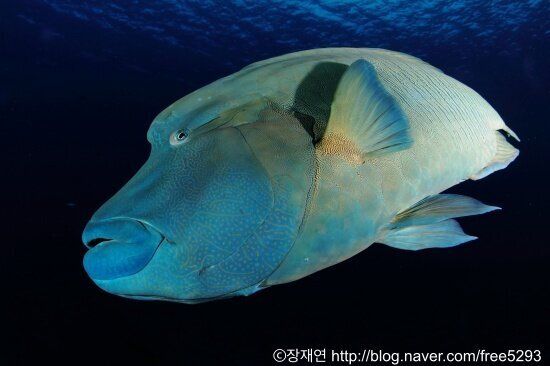 바다생물과의 소개팅, 누가 제일 맘에 드세요?