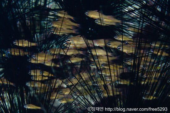 바다생물과의 소개팅, 누가 제일 맘에 드세요?