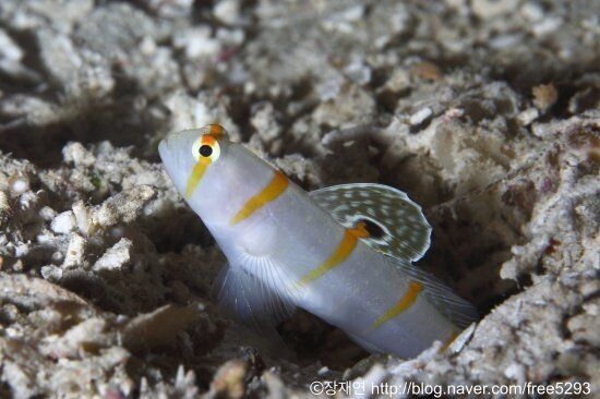 바다생물과의 소개팅, 누가 제일 맘에 드세요?