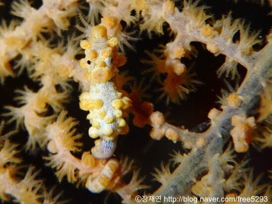 바다생물과의 소개팅, 누가 제일 맘에 드세요?