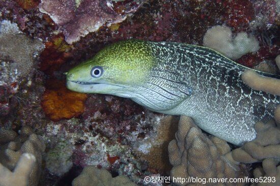 바다생물과의 소개팅, 누가 제일 맘에 드세요?