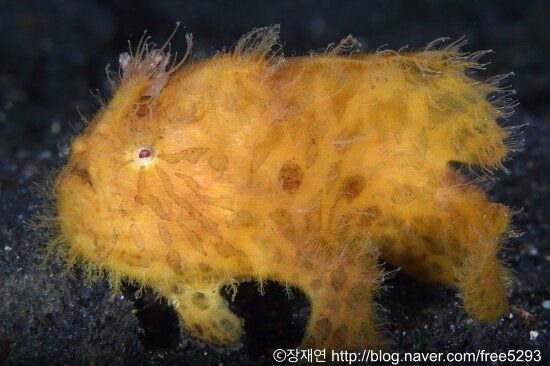 바다생물과의 소개팅, 누가 제일 맘에 드세요?