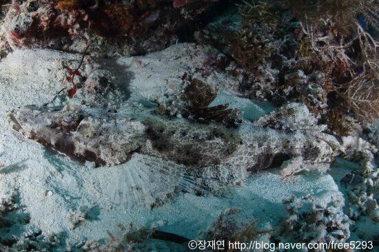 바다생물과의 소개팅, 누가 제일 맘에 드세요?